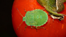 Grüne Stinkwanze_2.jpg